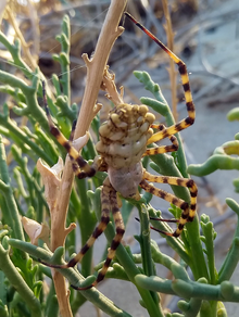 Argiope lobata Elafonissi.png