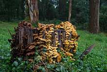 A dense cluster of fruit bodies growing on a rotting stump Armillaria luteobubalina 151150.jpg