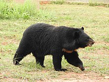 Asian Black Bear Ursus thibetanus by Dr. Raju Kasambe 01.jpg
