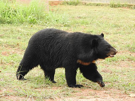 Гималайский медвежонок. Гималайский медведь. Гималайский белогрудый медведь. Белогрудый медведь Ursus thibetanus. Бурый и Гималайский медведь.