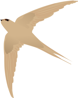 Asian palm swift Species of bird