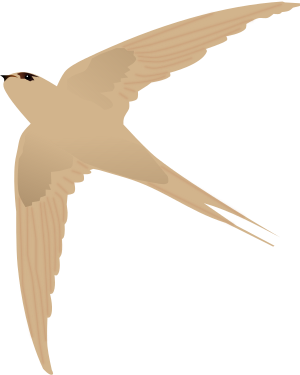 Asian Palm Swift.svg