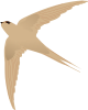 Asian Palm Swift.svg