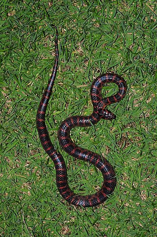 <i>Lycodon rufozonatus</i> Species of snake