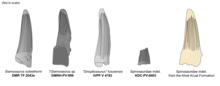 Comparison diagram of five spinosaurid teeth
