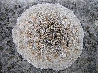 <i>Circinaria calcarea</i> Species of lichen