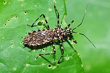 Assassin bug Salyavata variegata (9400180623).jpg