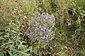 Symphyotrichum novae-angliae habitus