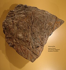 Fóssil de planta Asteroxylon
