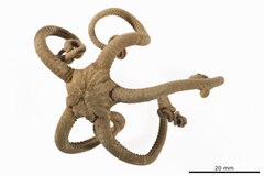 File:Astrothorax liberator - OPH-000197 hab-dor.tif (Category:Echinodermata in the Natural History Museum of Denmark)