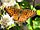 Atlantis Fritillary, pohled shora.jpg