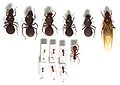 Сравнение муравьиных самок (верхний ряд) муравьёв-листорезов Atta cephalotes (матки и рабочие)