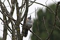 Australian Crested Pigeon - Ocyphaps lophotes 02.jpg
