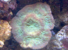 Lobophyllia rowleyensis