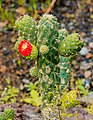 * Nomination Austrocylindropuntia cylindrica, Jardim Botânico da Madeira, Funchal --Llez 05:56, 9 June 2020 (UTC) * Promotion  Support Good quality. --Ermell 06:10, 9 June 2020 (UTC)