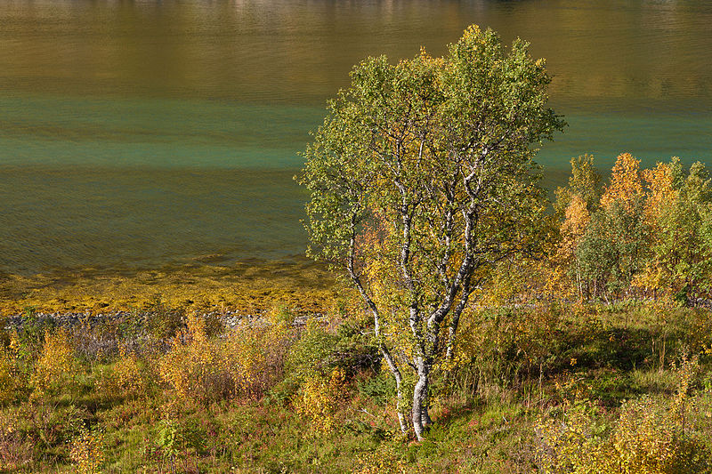 File:Autumnal foliage at Vesterstraumen, Husjordøya, Øksfjorden, Nordland, Norway, 2015 September - 3.jpg