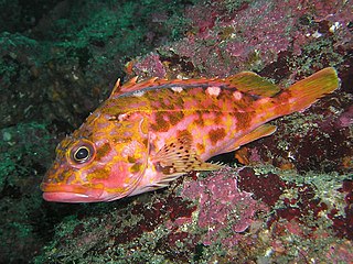 <i>Sebastiscus albofasciatus</i> Species of fish