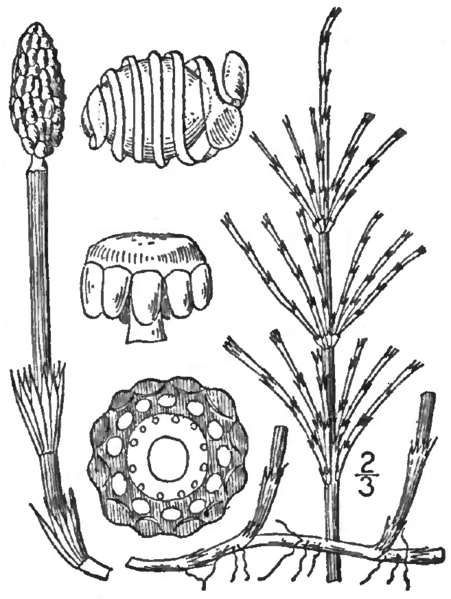 File:BB-0089 Equisetum arvense.png