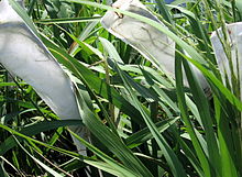 Bagged rice panicles in paper bags Bagged rice panicles.JPG