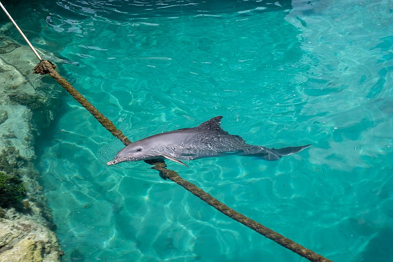 File:Bahamas Cruise - dolphins - June 2018 (2736).jpg