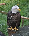 Bald Eagle at the Greater Vancouver Zoo
