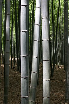 Bambusskógur í Kyoto í Japan