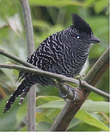 במבוק Antshrike.jpg