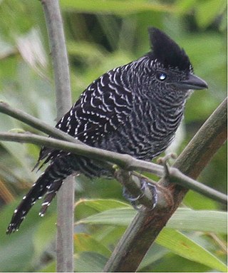 <span class="mw-page-title-main">Bamboo antshrike</span> Species of bird