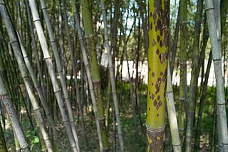 <span class="mw-page-title-main">Spotted bamboo</span>