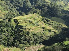 Banaue Rice Terraces hill 04 side