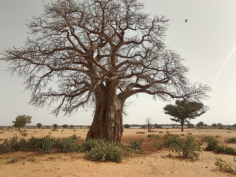 File:Baobab vibes 01.jpg