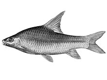 Barbus bynni Nil balıkları (Pl. XXXIV) (6961612141) .jpg
