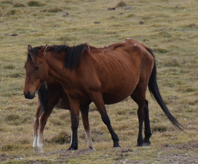 Bale (cheval) — Wikipédia