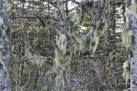 Beard Lichen (Usnea sp.)