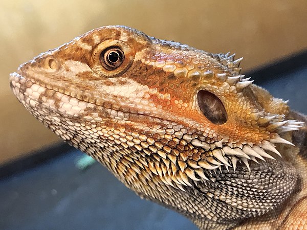 Bearded Dragon