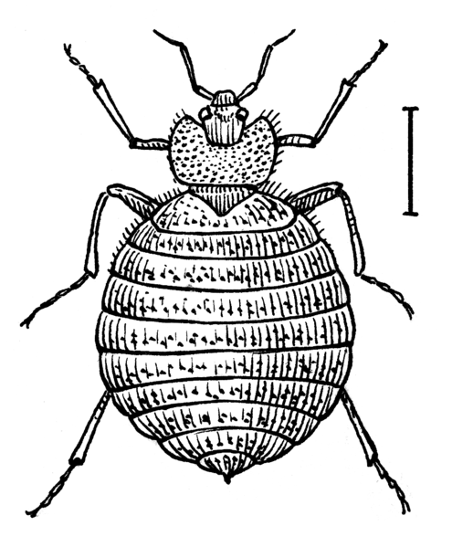 File:Bedbug (PSP).png