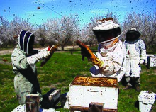 Beekeepers in a California almond orchard Beekeepers inspect their colonies in a California almond orchard.jpg