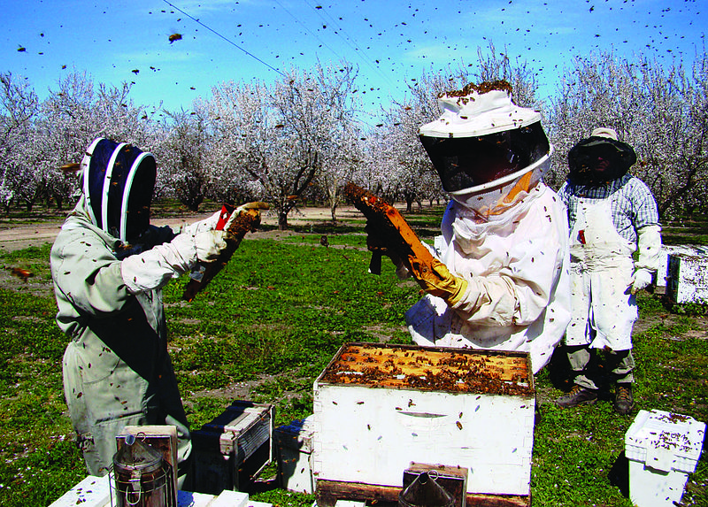 File:Beekeepers inspect their colonies in a California almond orchard.jpg