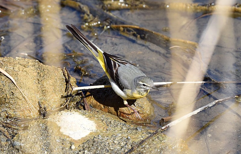 File:Bergeronnette des ruisseaux Motacilla cinerea aDSC 2426a (50997437284).jpg