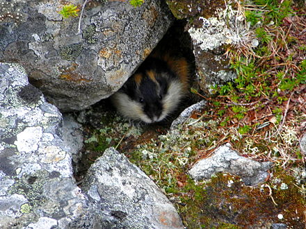 Lemming in northern Sweden, among stones with lichen.