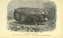 An 1870 drawing of a champion Berkshire sow similar to The Empress of Blandings Berkshire Sow 1870.png