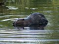 Beaver in the sun, Six Mile Lake Provincial Park, Ontario, Canada