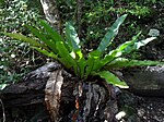 Photograph of a broad leafed fern