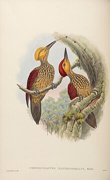 Yellow-faced flameback Pair.jpg