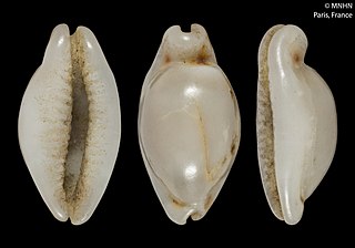 <i>Bistolida hirundo</i> Species of gastropod