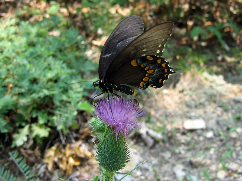 File:BlackSwallowtail.png