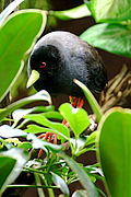 Black Crake