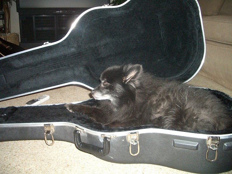 File:Black Pomeranian (Rocko - Age 15).jpg