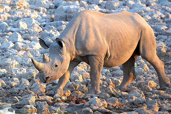 White rhinoceros (ceratotherium simum) advancing towards the Okaukuejo waterhole in Etosha National Park Namibia. The rhino takes great care in placing the feet between the gravel stones.