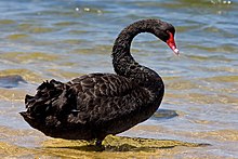 Black swan jan09.jpg